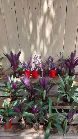 Purple Hearts And Moses In A Cradle 2 each
