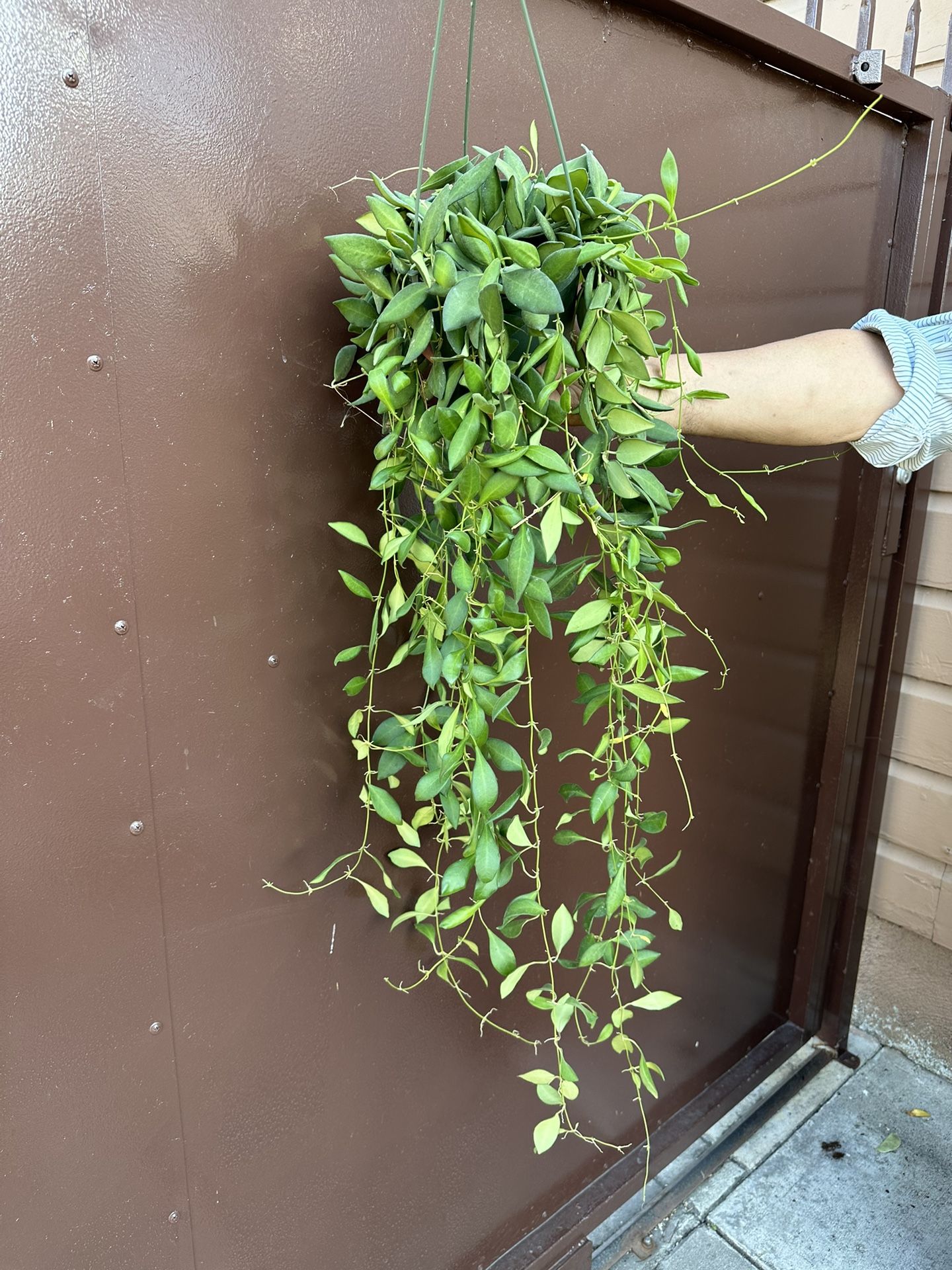6” hoya burtoniae