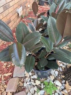 Healthy indoor large rubber plant in pot. (3 plants in one pot)