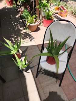 Aloe Vera 