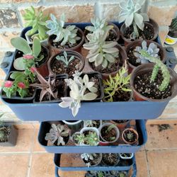 Suculentas Diferentes 