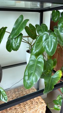 Philodendron
