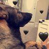 German Shepherd Mama🐶