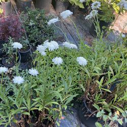 Plants 