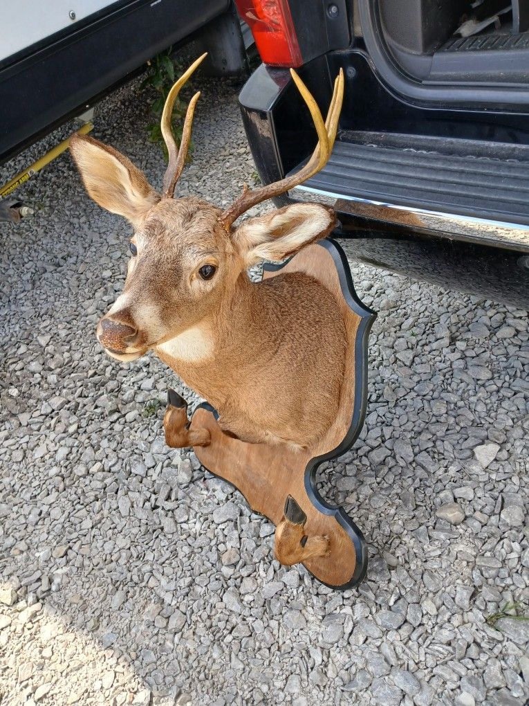 Deer Wall Mount