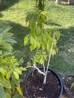 4 Feet Tall Air Layered Sweet Heart Lychee plant