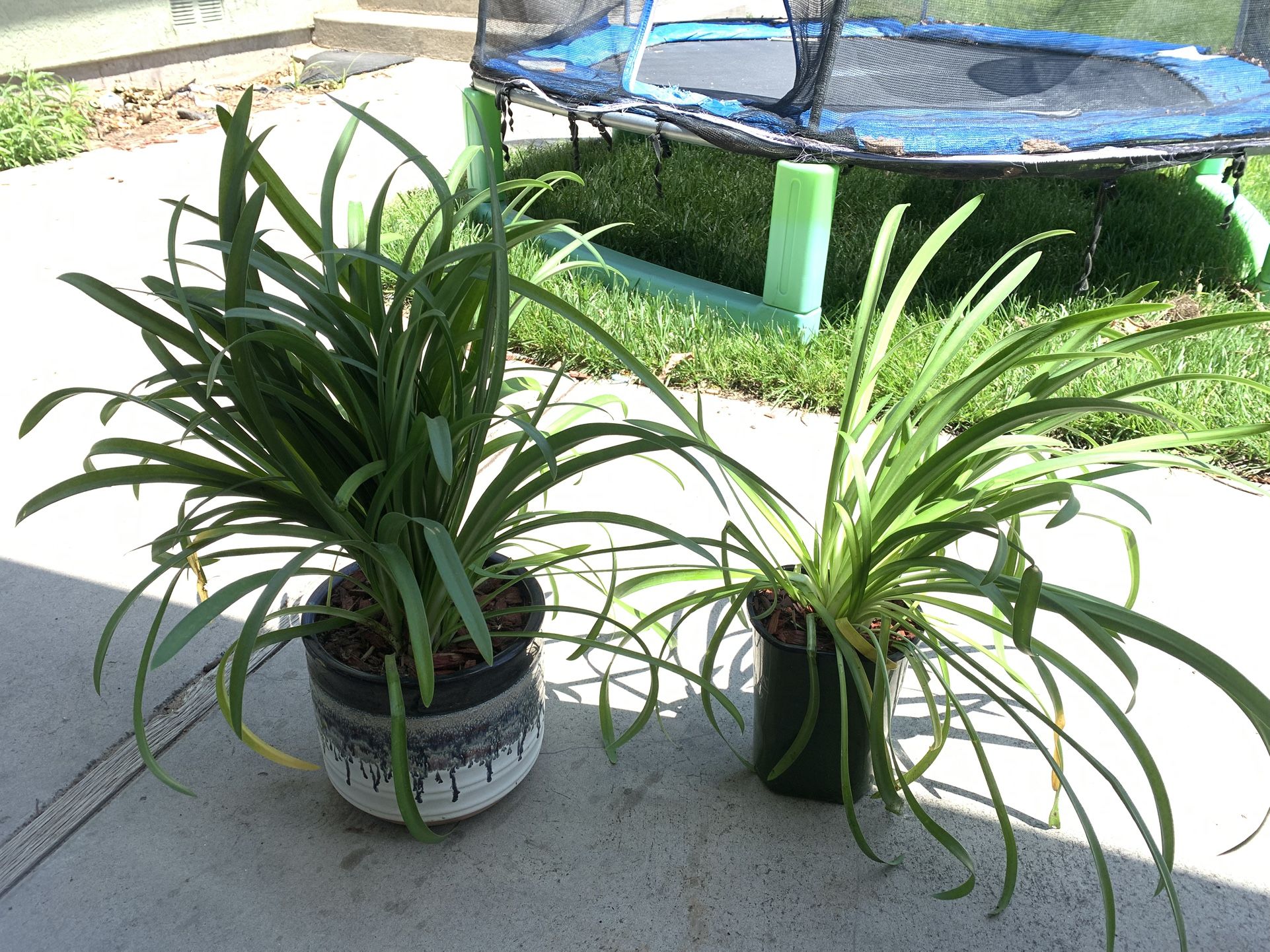 Purple Lily Of The Nile Plant 