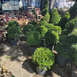 TOPIARIES SMALL 3GALLONS 