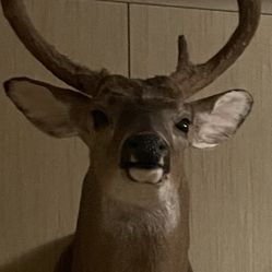 Deer Taxidermis shoulder Mount