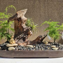 Asparagus Fern ( Asparagus setaceus ) Bonsai Tree, Outdoor and Indoor plant 