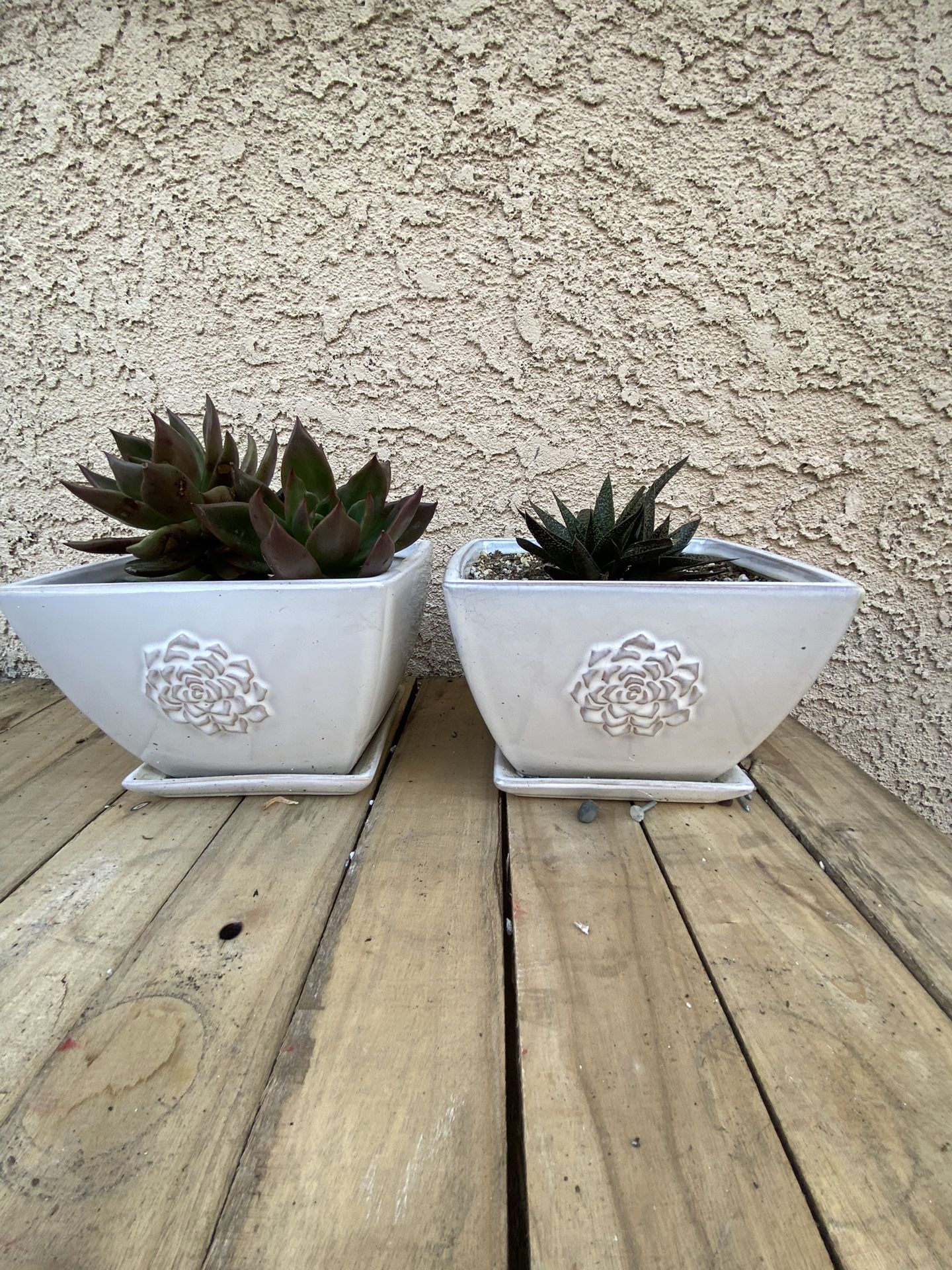Beautiful Ceramic Pot.  Whit Succulent Plant.  Both X $15  9” X 5” Long 