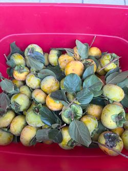 Fresh-Picked Persimmons 3 for $1 and 2 for $1