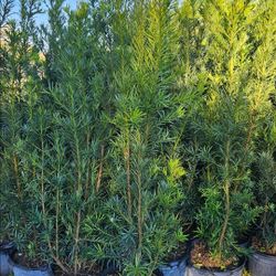 podocarpus sale Instant  Privacy Hedge  For Fence  $8.50 $10 $20 $30 and  up all sizes  available 