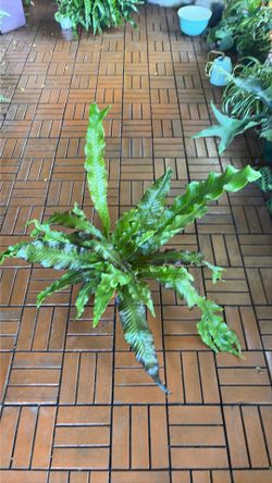 Alligator Fern plant