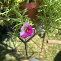 Rallito De Sol Plant