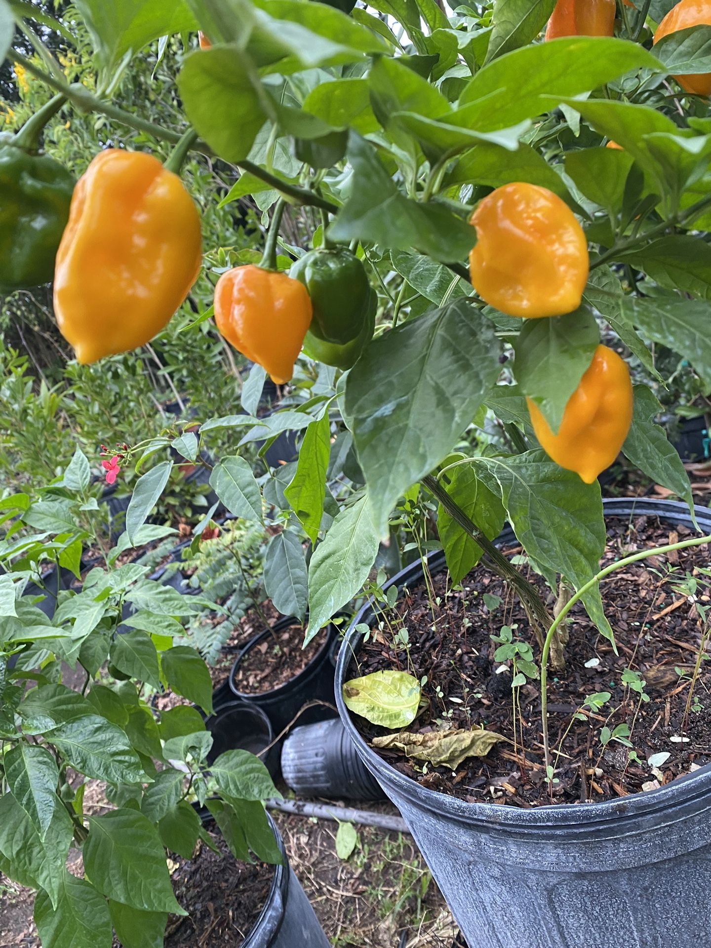 Yellow Habanero Pepper Plants