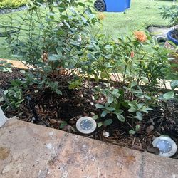 Xiora In The Pot About 8 Plants Price Is Per Unit 