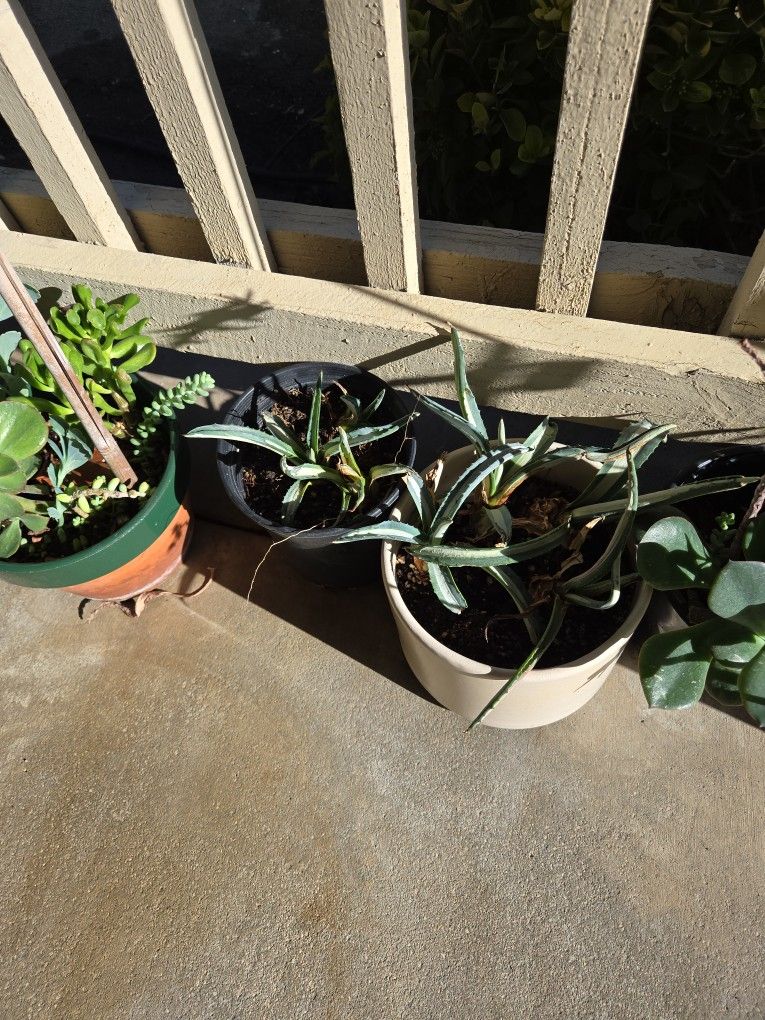 Baby Varigated Agave