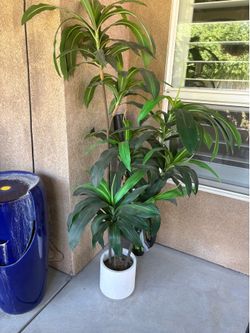 Artificial indoor outdoor  6ft yucca plant