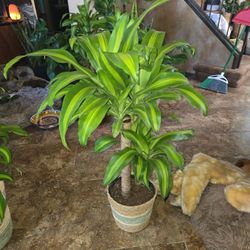 Gorgeous Dracaena Fragrans In 10in Basket