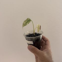 Monstera White Monster 