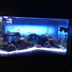 Saltwater Aquarium Supplies Heaters Powerheads Reefkeeper