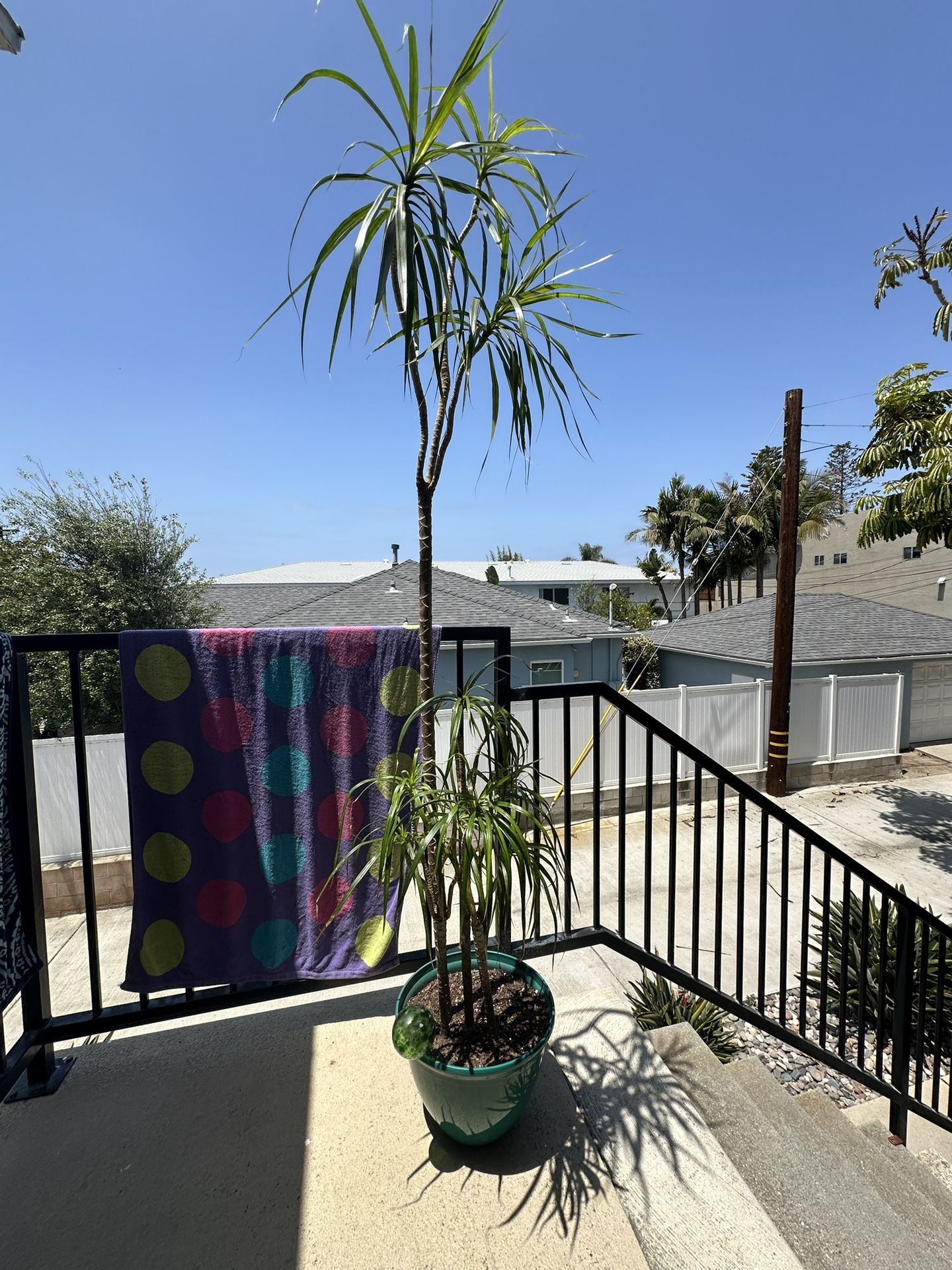 House Plant