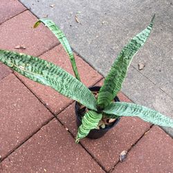 Sneak Plant It’s Are Peurefayr Plant 