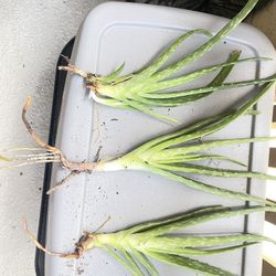 Aloe Verá