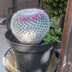 Cactus with flowers