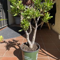 Tall Shrek Ear Succulent Plant