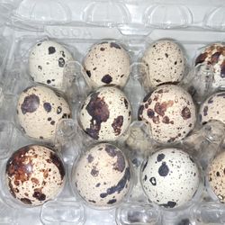 Quail Eggs 