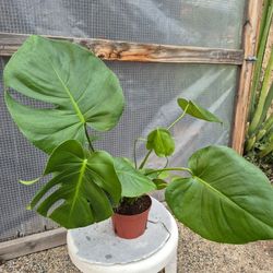 Monstera Deliciosa Plant 6" Pot