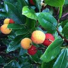 Strawberry Tree