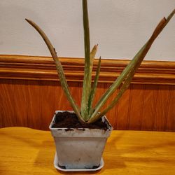 Small Aloe Vera Plant 