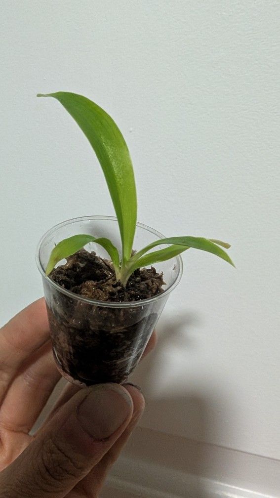 Unusual Houseplant: Mandarin Orange Spider Plant