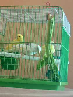 Green Metal Bird Cage with Perch and Feeder