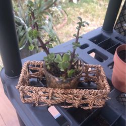 Succulent 