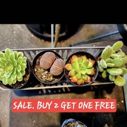 3 For $10 Succulent Sale In San Lorenzo This Week