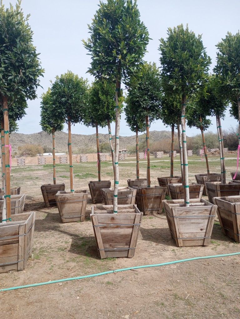 24" Box Ficus Nitida Shade Trees