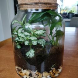 Plant Terrarium Decoration/Art