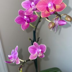 🔥🎁Espresso Orkide 🌷With “Ice Cube”Pot 