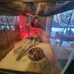 Large Reptile enclosure