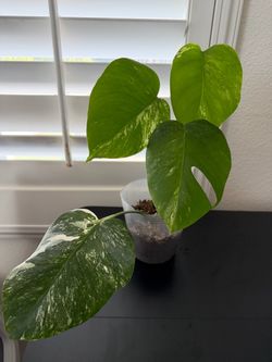 Monstera Albino