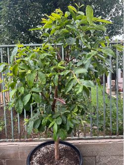 Thai Ruby Guava