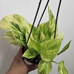 4" Pothos 'Neon Queen' (A)