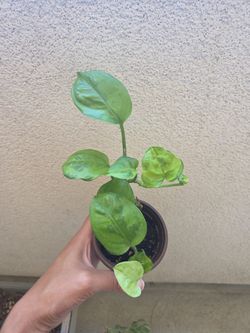 Plant