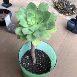 Succulent 