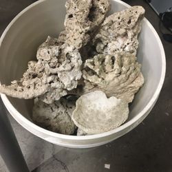 Fish Tank Coral - Natural Real Coral