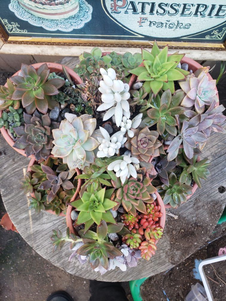 An assortment of succulants in stacking pots